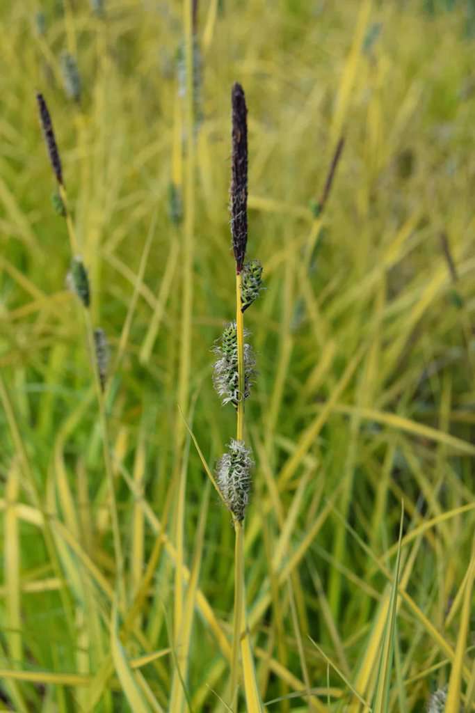 Carex elata 'Aurea' ---